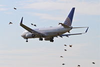 N17719 @ KORD - United Boeing 737-724, UAL1183 arriving from Orange County/KSNA, RWY 28 approach KORD. - by Mark Kalfas