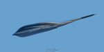 82-1067 @ KOQU - B-2 flyby 2008 RI Air Show - by Topgunphotography