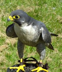  - Used for bird scaring purposes when blank cartridges, flares and bird distress calls have failed. - by Derek Flewin