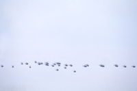  - The 1983 Open Day of Deelen Air Base featured this mass formation of Royal Netherlands Air Force helicopters, consisting of Sud aviation SE3160 Alouette IIIs and Bölkow Bo 105Cs. - by Van Propeller