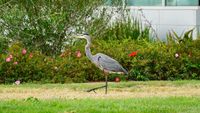  - Heron on the lawn at Livermore Airport. 2018. - by Clayton Eddy