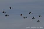  - Duxford Flying Legends 2017 - by Chris Hall